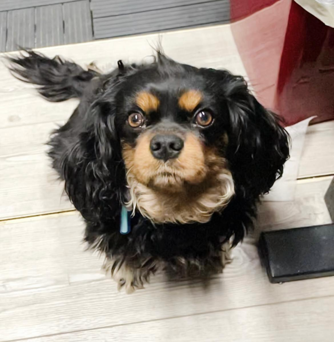 Vizoovet®Plus - Bruma Lubricante para Ojos con Hialurón. 