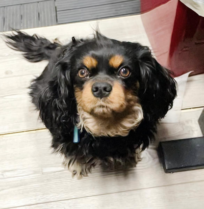 Vizoovet®Plus - Bruma Lubricante para Ojos con Hialurón. 